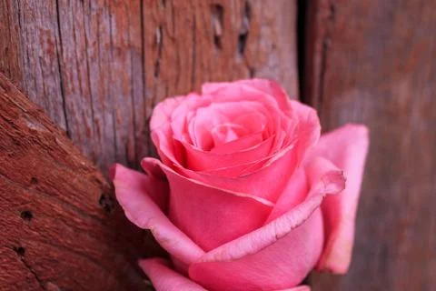 Beautiful spring flower composition.  Stock Photos