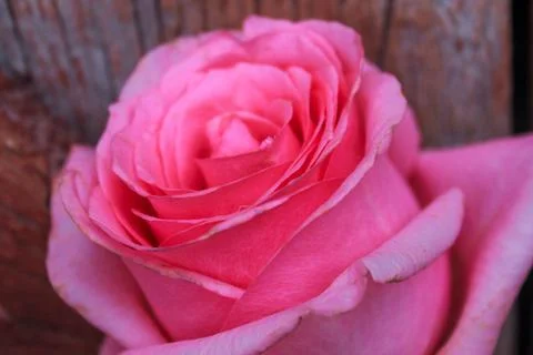 Beautiful spring flower composition.  Stock Photos