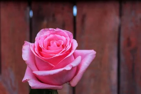 Beautiful spring flower composition.  Stock Photos