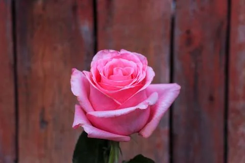 Beautiful spring flower composition.  Stock Photos