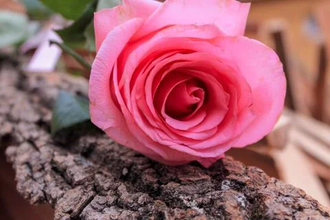 Beautiful spring flower composition.  Stock Photos