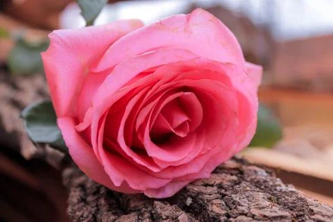 Beautiful spring flower composition.  Stock Photos