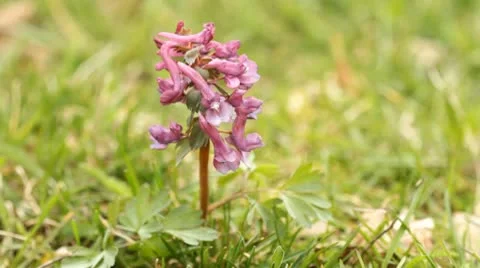 Beautiful spring flower Stock-Footage 8977005