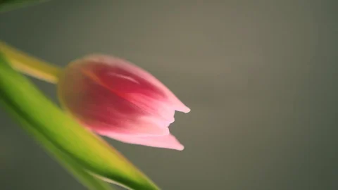 Beautiful spring flower Stock Footage 104362260