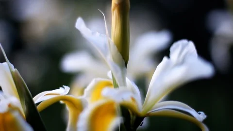 Beautiful Spring Flower Video stock 109379794