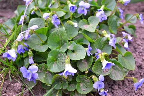 A beautiful spring flower in a garden, early spring. Herbaceous perennial pla Stock Photos