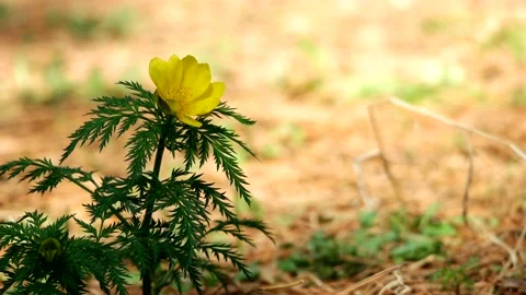 A beautiful spring flower pheasant's-eye Stock Footage 145971553