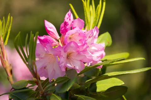 Beautiful spring flower Stock Photos