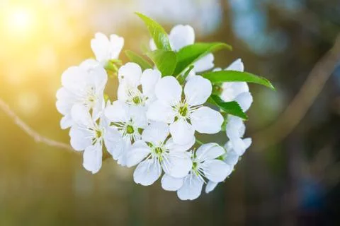Beautiful spring flower Stock Photos