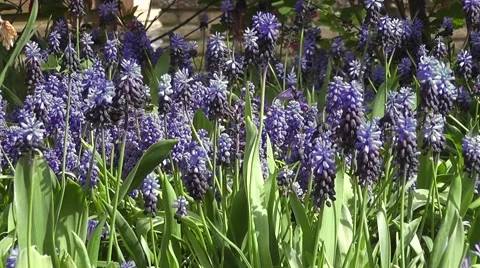 Beautiful Spring Flowering Blooms Grape Hyacinth Stock-Footage 48654715
