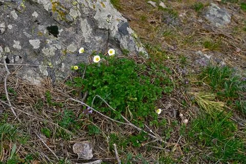 The beautiful spring flowers among the rocks in the Balkan mountains. Stock Photos