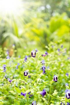 Beautiful spring flowers background Stock Photos