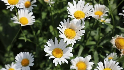 Beautiful spring flowers close up Stock Footage 119871007