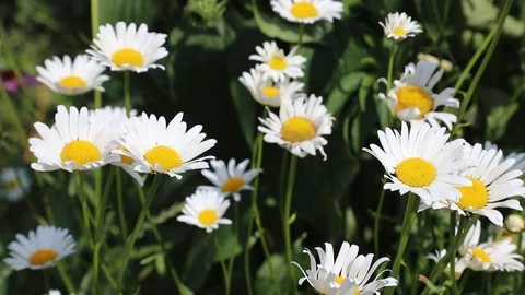 Beautiful spring flowers close up Stock Footage 119871033