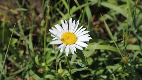 Beautiful spring flowers close up Stock Footage 119871081
