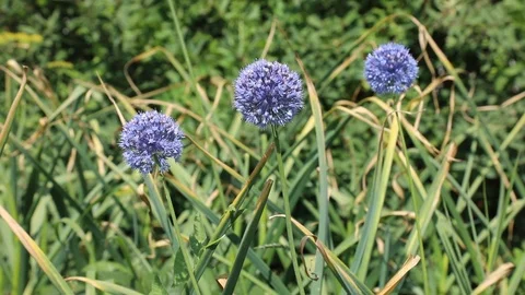 Beautiful spring flowers close up Stock Footage 119871117