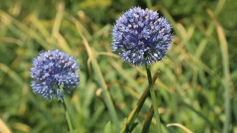 Beautiful spring flowers close up Stock Footage 119871152