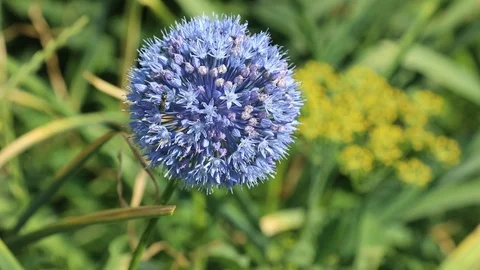 Beautiful spring flowers close up Stock Footage 119871215