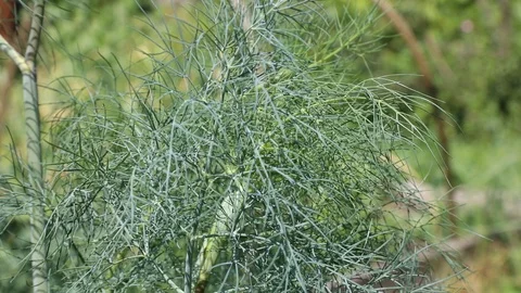 Beautiful spring flowers close up Stock Footage 119871698