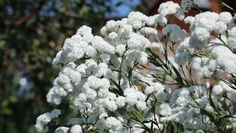 Beautiful spring flowers close up Stock Footage 119871760