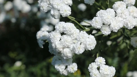 Beautiful spring flowers close up Stock Footage 119871780