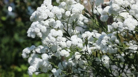 Beautiful spring flowers close up Stock Footage 119871800
