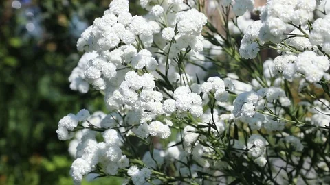 Beautiful spring flowers close up Stock Footage 119871823