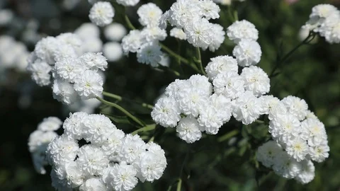 Beautiful spring flowers close up Stock Footage 119871831