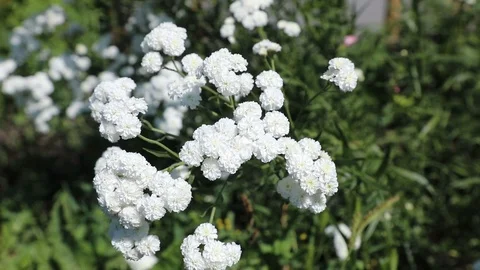 Beautiful spring flowers close up Stock Footage 119871843