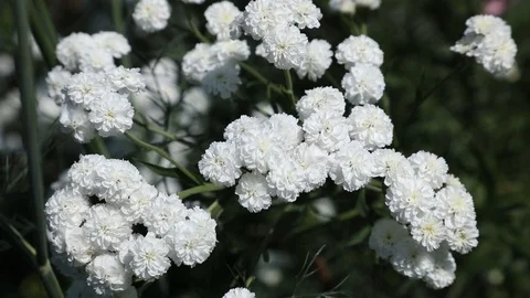 Beautiful spring flowers close up Stock Footage 119871863