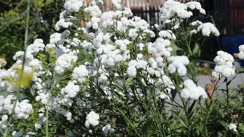 Beautiful spring flowers close up Stock Footage 119871890