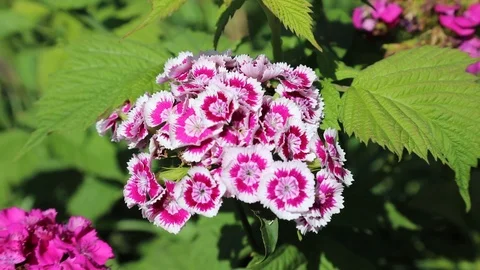 Beautiful spring flowers close up Stock Footage 119871908