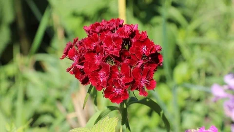 Beautiful spring flowers close up Stock Footage 119871928