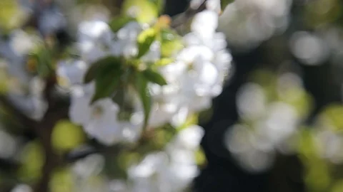Beautiful spring flowers close up Stock Footage 119872688