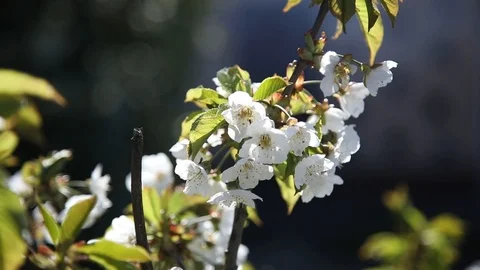 Beautiful spring flowers close up Stock Footage 119872702