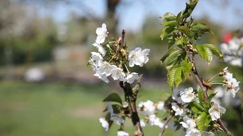 Beautiful spring flowers close up Stock Footage 119872714