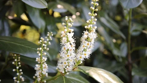 Beautiful spring flowers close up Stock Footage 119872789