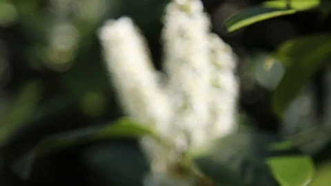 Beautiful spring flowers close up Stock Footage 119872816