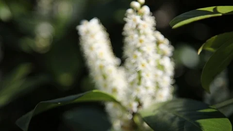 Beautiful spring flowers close up Stock Footage 119872825