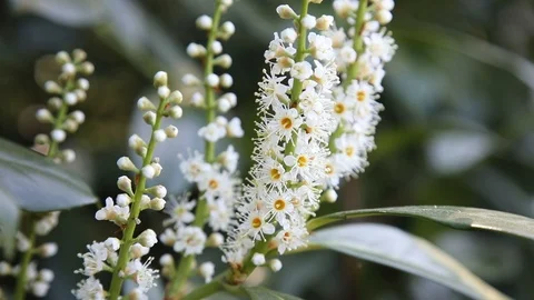 Beautiful spring flowers close up Stock Footage 119872879
