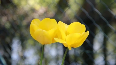 Beautiful spring flowers close up Stock Footage 119872931