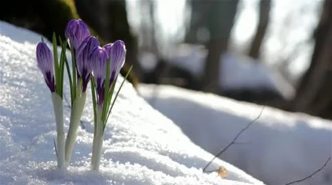 Beautiful Spring Flowers-crocuses Video stock 22425131