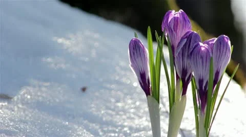 Beautiful Spring Flowers-crocuses Stock Footage 22425195