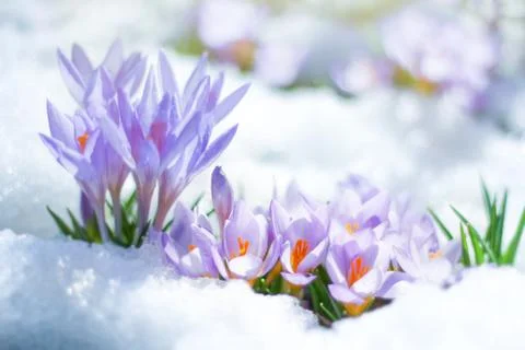 Beautiful spring flowers crocuses spring break out from under the snow Fotos de archivo