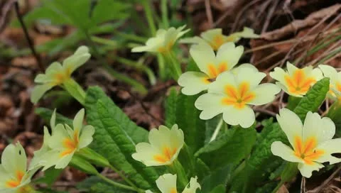 Beautiful spring flowers Video stock 10894468