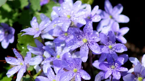 Beautiful spring flowers Stock Footage 23692292