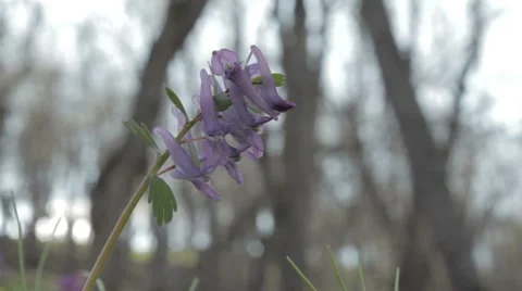 Beautiful spring flowers Stock Footage 62527185
