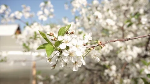 Beautiful Spring Flowers Stock Footage 102222415