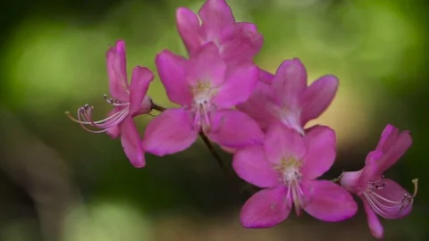 Beautiful Spring Flowers. Stock Footage 127525343