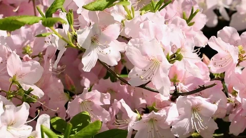Beautiful Spring Flowers. Stock Footage 127525350
